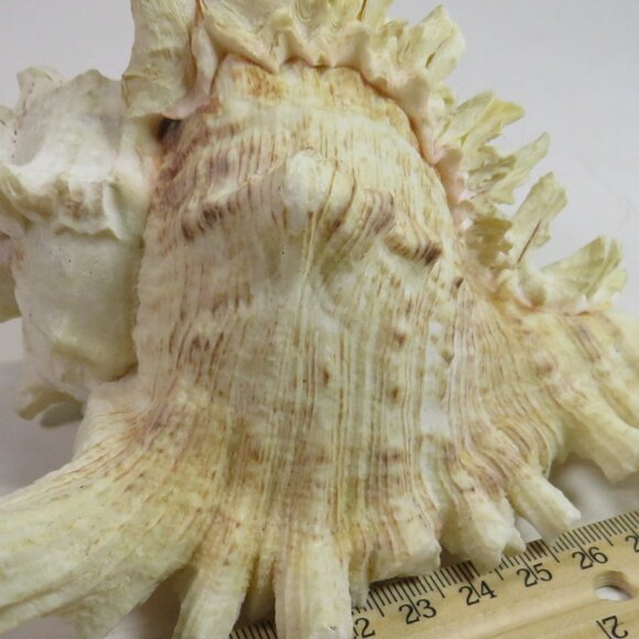 REAL Sea Shell Murex Conch with large fingers 6x5.5x4.5" Great Condition - Picture 5 of 11